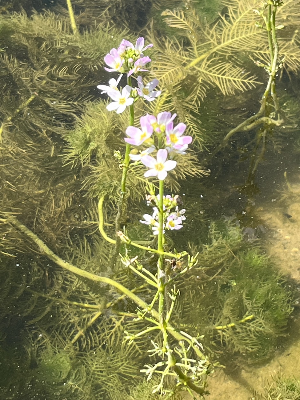 Bachblüte Water Violet
